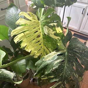 Monster Monstera Plant